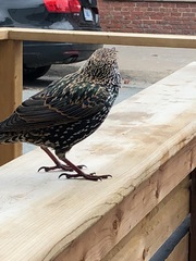 Sturnus vulgaris