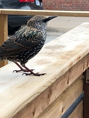 Sturnus vulgaris
