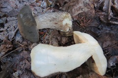 Leccinum scabrum melaneum