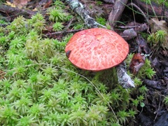 Suillus spectabilis