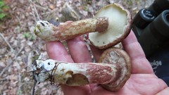 Suillus serotinus