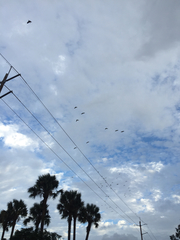 Amazona viridigenalis