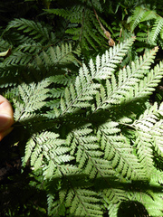 Parapolystichum microsorum pentangulare