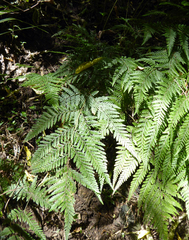 Parapolystichum microsorum pentangulare