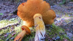 Suillus subaureus