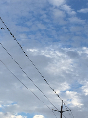 Amazona viridigenalis