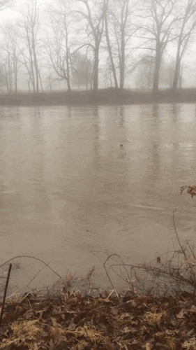 North American River Otter photographed in New York