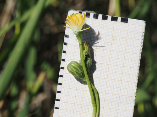 Dandelion (Sonchus maritimus)