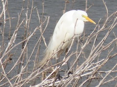 Ardea intermedia brachyrhyncha