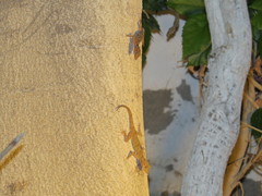 Ptyodactylus hasselquistii