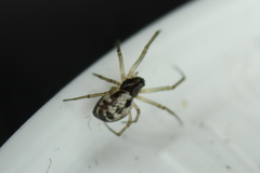 Microlinyphia pusilla