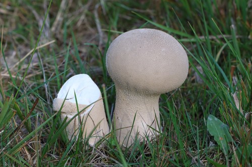 Pestle Puffball