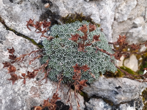 Saxifraga aretioides, photograph 3