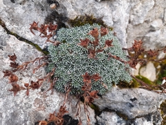 (c) Flavien Saboureau, some rights reserved (CC BY) Saxifraga aretioides, photograph (c) Flavien Saboureau, some rights reserved (CC BY)