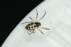 Microlinyphia pusilla