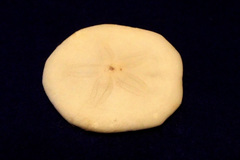 Jacksonaster depressum