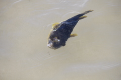 Amblyrhynchote honckenii