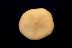 Jacksonaster depressum