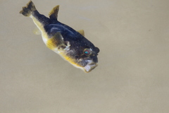 Amblyrhynchote honckenii