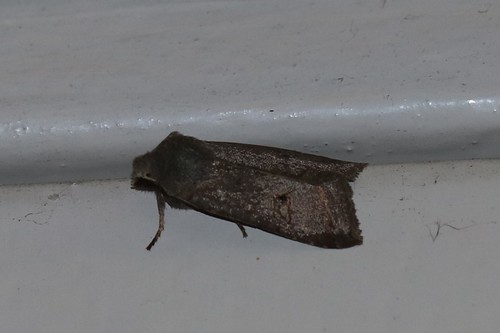 Red-line Quaker, Wageningen, Nederland, photo 8 of 10