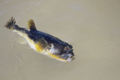 Amblyrhynchote honckenii