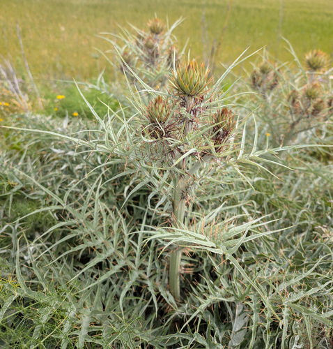 Avistamiento Alcaucil (alcachofa silvestre)