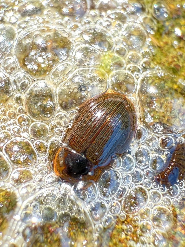 Helochares maculicollis