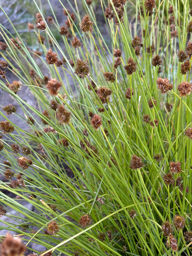 Carex microptera