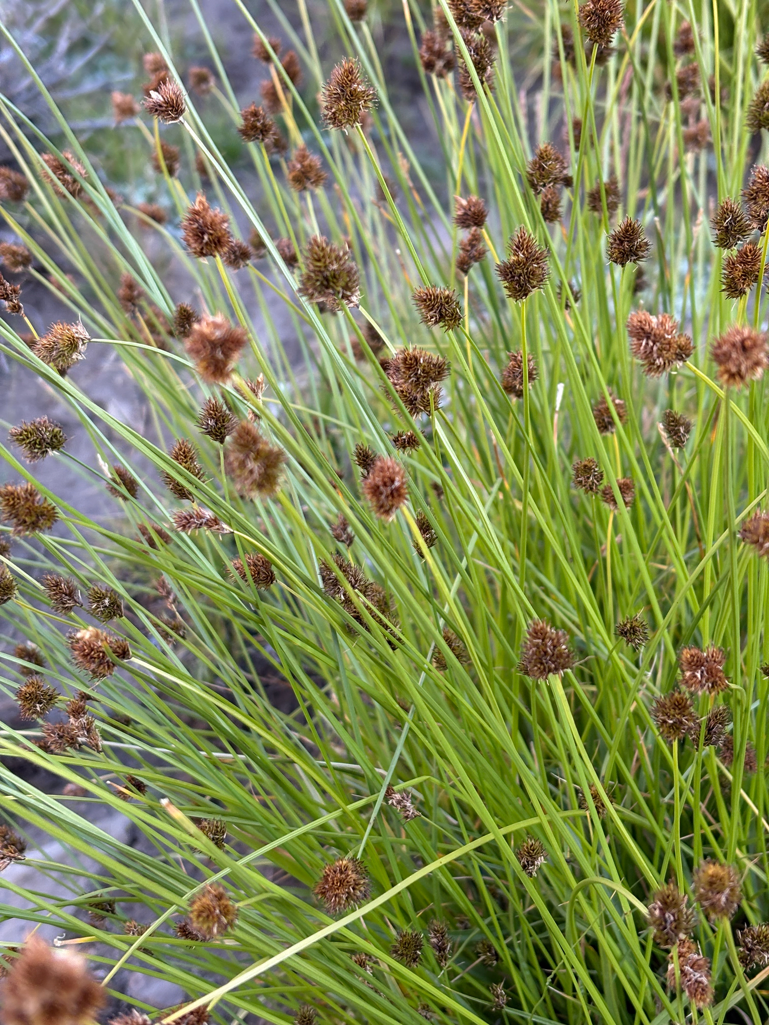 Carex microptera
