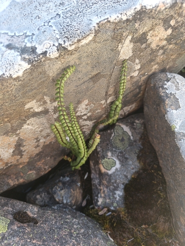 castaneous spleenwort (Asplenium castaneum)