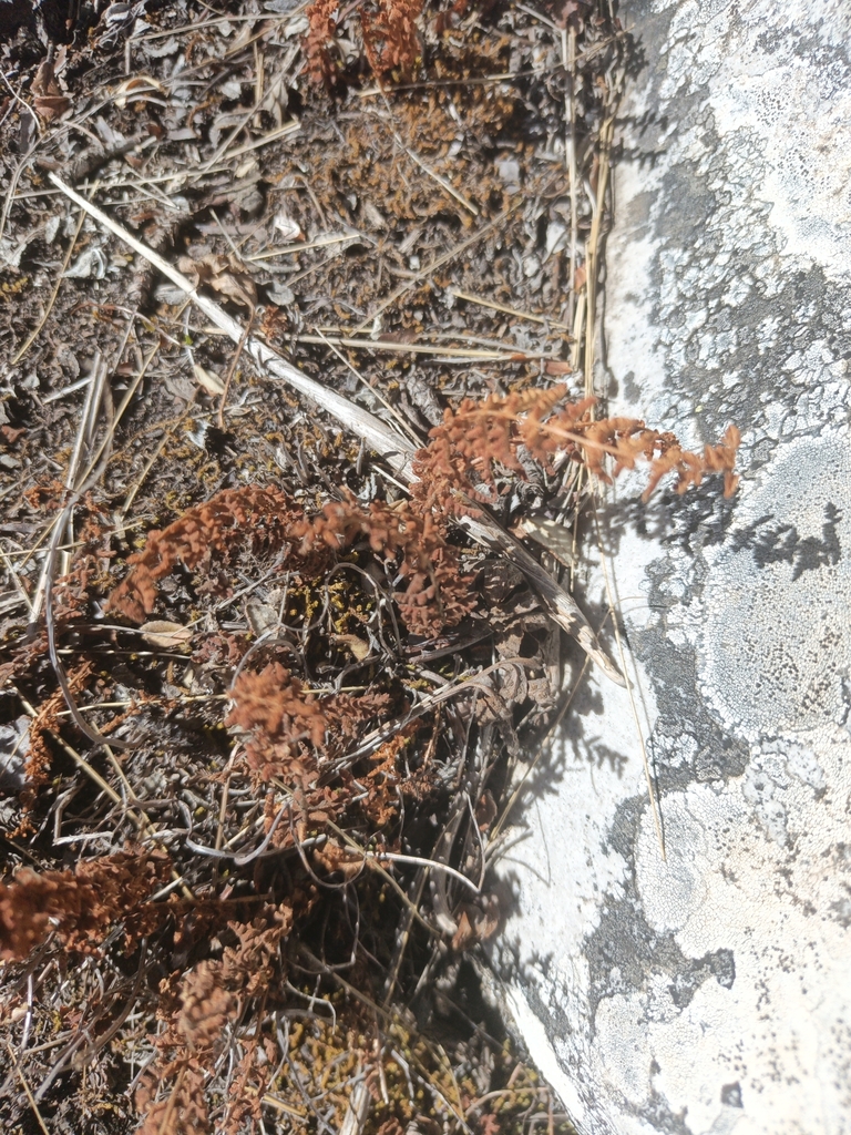 Physematium jujuiense