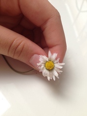 Bellis perennis