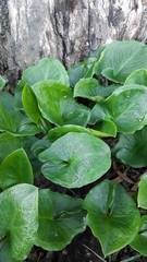 Arisarum vulgare subsp. vulgare image