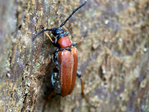 Rothalsbock