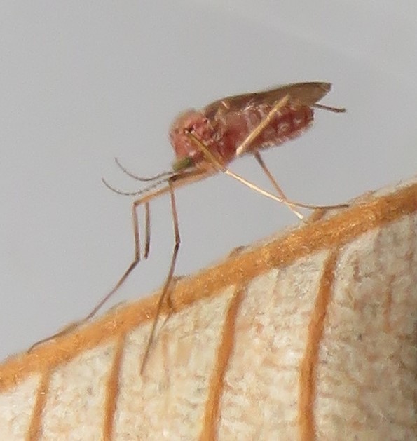 Gall Midges