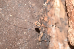 Leiobunum aldrichi