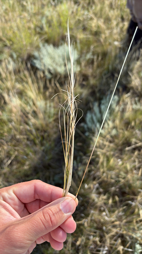 Needle-and-thread Grass