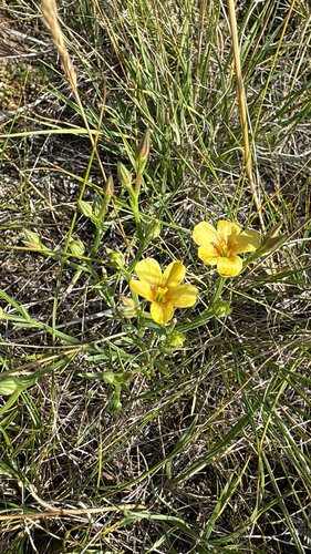 Wyoming Flax