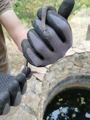 Macroprotodon brevis