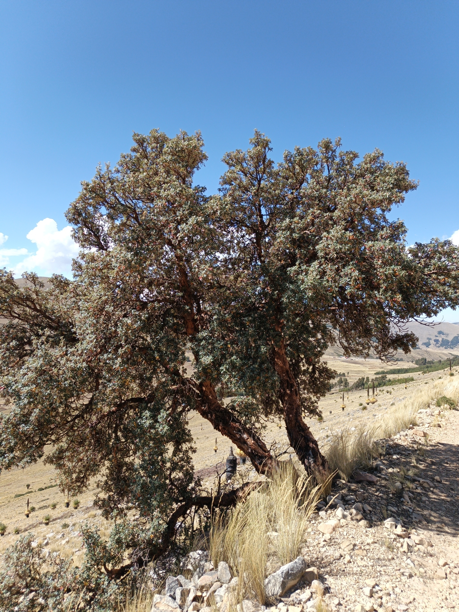 Polylepis besseri