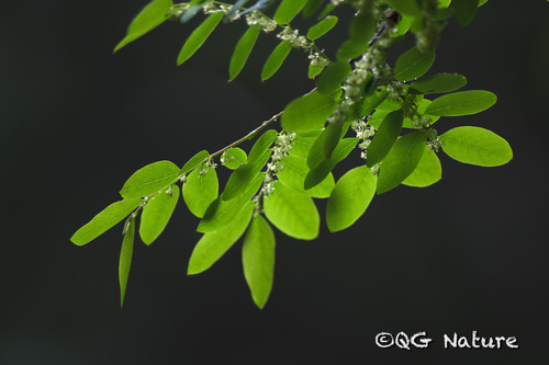 Ilex macrocarpa iNat (2)