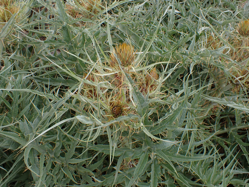 Avistamiento Alcaucil (alcachofa silvestre)