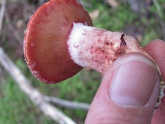 Suillus spectabilis