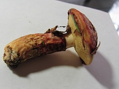 Suillus spectabilis
