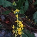 Gulf Coast Axillary Goldenrod - Photo (c) Will McFarland, some rights reserved (CC BY), uploaded by Will McFarland