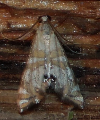 Kearfott's Petrophila