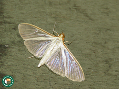 Palpita nigropunctalis