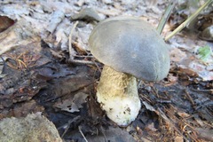 Leccinum scabrum melaneum