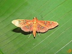 Phostria