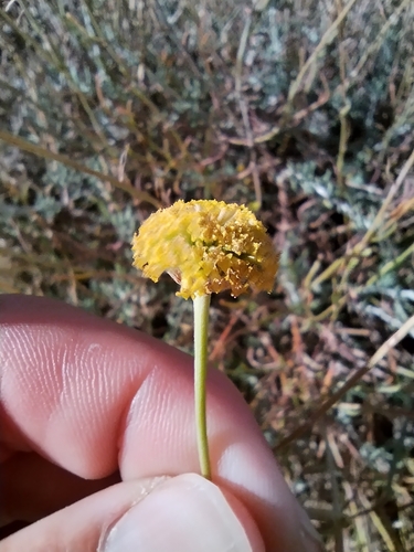 Santolina rosmarinifolia (Santolina rosmarinifolia)